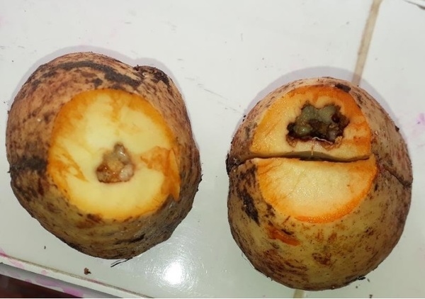 PROTOCOLO PARA LA IMPLEMENTACION DE VIVEROS DE AGUACATE - Image 8