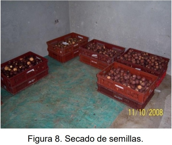 PROTOCOLO PARA LA IMPLEMENTACION DE VIVEROS DE AGUACATE - Image 7