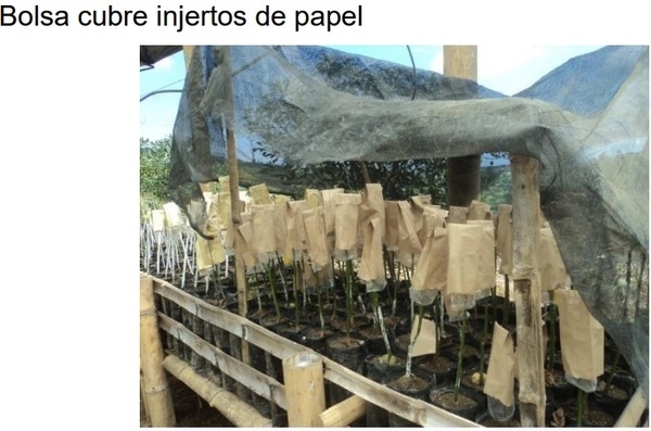 PROTOCOLO PARA LA IMPLEMENTACION DE VIVEROS DE AGUACATE - Image 29