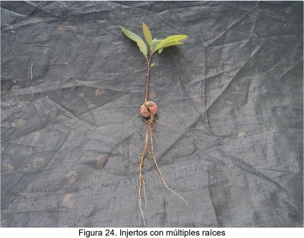 PROTOCOLO PARA LA IMPLEMENTACION DE VIVEROS DE AGUACATE - Image 20