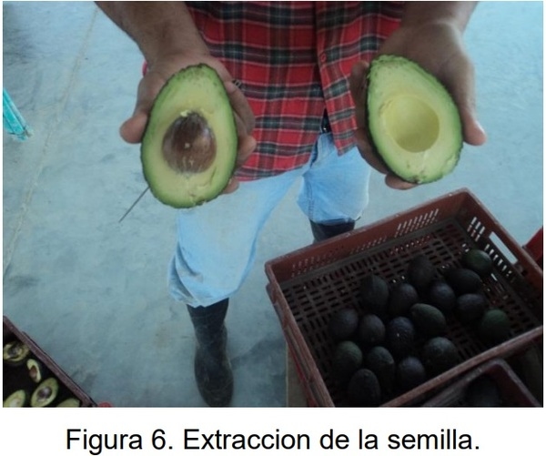 PROTOCOLO PARA LA IMPLEMENTACION DE VIVEROS DE AGUACATE - Image 5