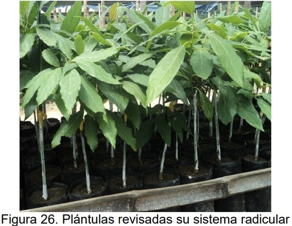 PROTOCOLO PARA LA IMPLEMENTACION DE VIVEROS DE AGUACATE - Image 22