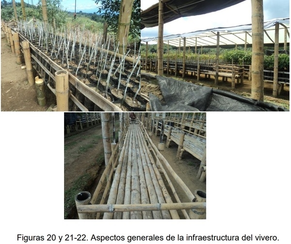 PROTOCOLO PARA LA IMPLEMENTACION DE VIVEROS DE AGUACATE - Image 18