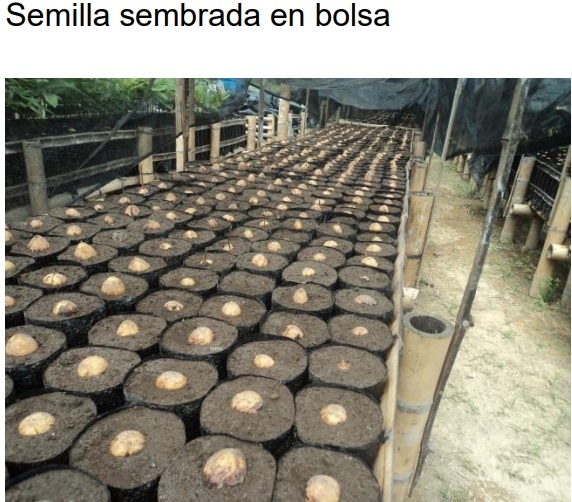 PROTOCOLO PARA LA IMPLEMENTACION DE VIVEROS DE AGUACATE - Image 26