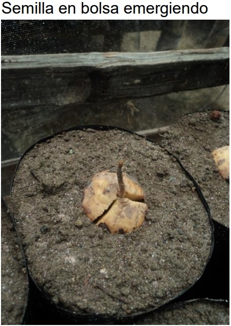 PROTOCOLO PARA LA IMPLEMENTACION DE VIVEROS DE AGUACATE - Image 27