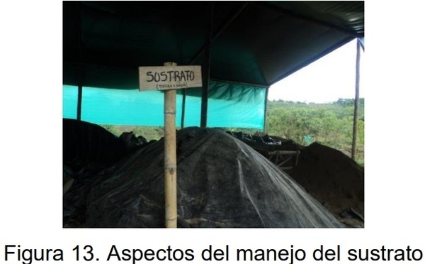 PROTOCOLO PARA LA IMPLEMENTACION DE VIVEROS DE AGUACATE - Image 12