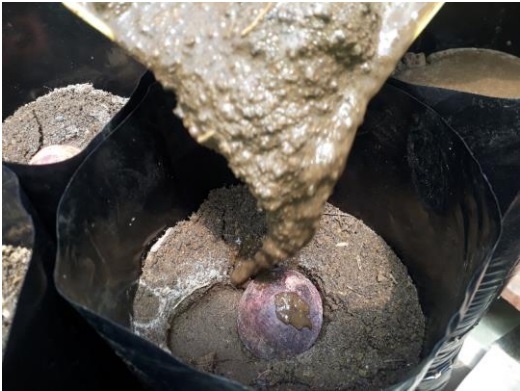 PROTOCOLO PARA LA IMPLEMENTACION DE VIVEROS DE AGUACATE - Image 16