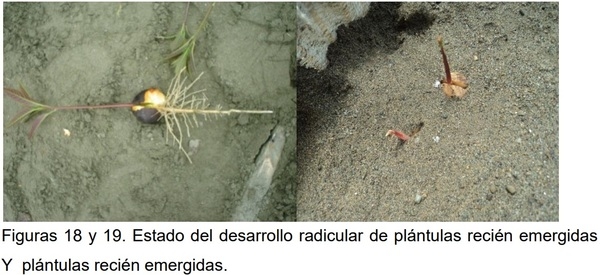 PROTOCOLO PARA LA IMPLEMENTACION DE VIVEROS DE AGUACATE - Image 17
