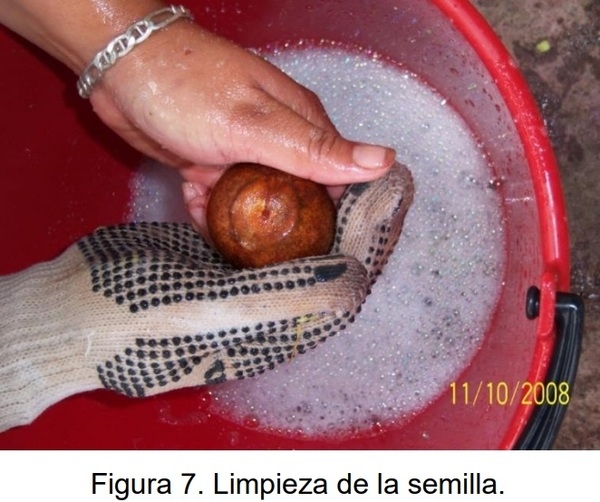 PROTOCOLO PARA LA IMPLEMENTACION DE VIVEROS DE AGUACATE - Image 6