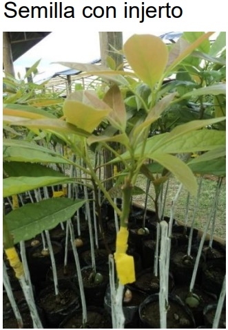 PROTOCOLO PARA LA IMPLEMENTACION DE VIVEROS DE AGUACATE - Image 28