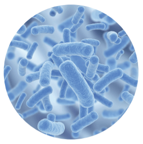 RECLASIFICACIÓN DEL GÉNERO LACTOBACILLUS: ESTO TRAERÁ MODIFICACIONES EN LOS INOCULANTES Y PROBIÓTICOS - Image 1
