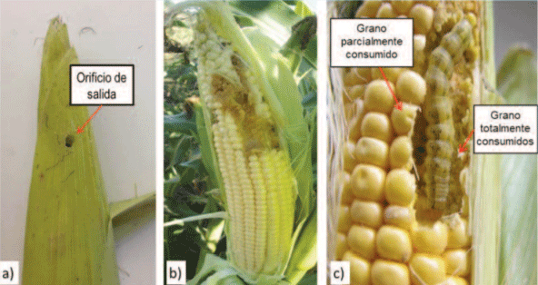 Figura 2 | “Isoca de la espiga del maíz”: a) orificio de salida que realizó una larva que completo se desarrolló y abandonó la espiga, para arrojarse al suelo y empupar; b) daños generados por la alimentación en el tercio superior de la espiga; c) larva de quinto estadio y daños: granos total y parcialmente consumidos.