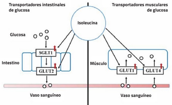 Isoleucina: más allá de la productividad - Image 1