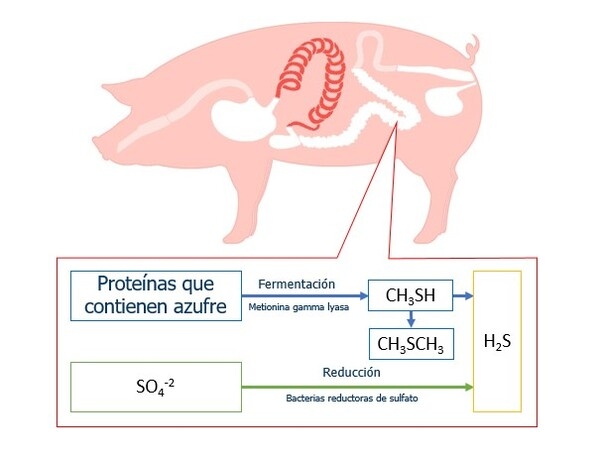 El azufre y el sulfato en la dieta: ¿son un problema? - Image 1