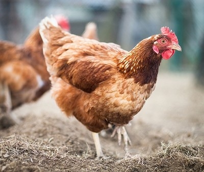 Diferenciación de cepas vacunales un factor esencial en el seguimiento y control de la salmonelosis en aves - Image 1