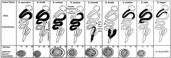 Coccidiosis: la enfermedad, consecuencias y tratamiento - Image 1