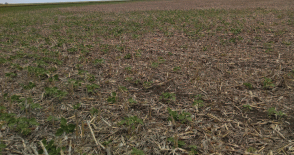 Figura 3 | Lote de girasol en San Agustín (Partido de Balcarce).Como consecuencia de los daños ocasionados por adultos del género Listroderes“gorgojos del girasol”,se aprecian zonas con importantes pérdidas en el stand de plantas.