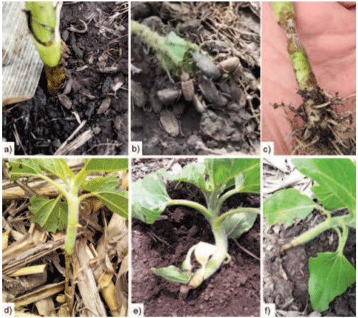 Figura 2 | Daños ocasionados por ejemplares adultos del género Listroderes “gorgojos del girasol”.Daños a nivel del cuello de la planta (a,b,c); daños en los primeros centímetros del tallo (d); estrangulamiento seguido por quiebre (e) y/o vuelco (f)