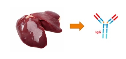 La relación entre los huevos y la salud del hígado - Image 2