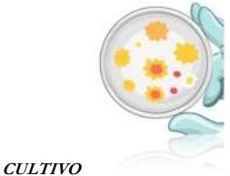 Ayudas diagnósticas en la medicina de los animales de producción: Parte II - Image 3