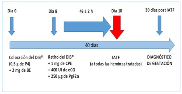 Protocolo empleado para la IATF.DIB®, dispositivo intravaginal bovino liberador de progesterona P4, Progesterona. BE, Benzoato de estradiol. CPE, Cipionato de estradiol. eCG, Gonadotropina coriónica equina.