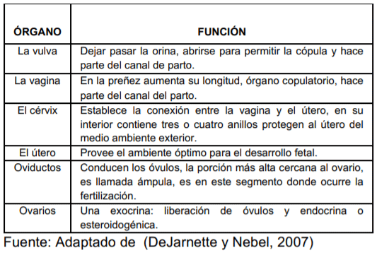 Órganos reproductivos de la hembra bovina y su función