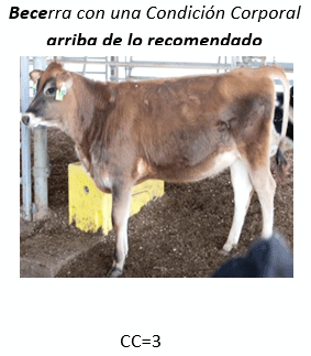 ¿Cuál es la importancia de la transición en las becerras lecheras desde el destete hasta los 6 meses de edad? - Image 8