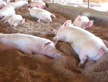 Uso del Altrenogest en la sincronización de hembras nulíparas - Image 12