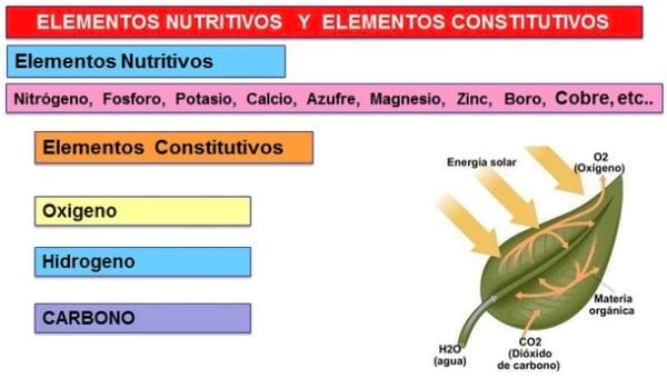 Nanobiotecnologia en nutrición agrícola: Carbono 12 - Image 3