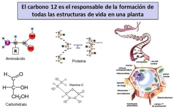 Nanobiotecnologia en nutrición agrícola: Carbono 12 - Image 2