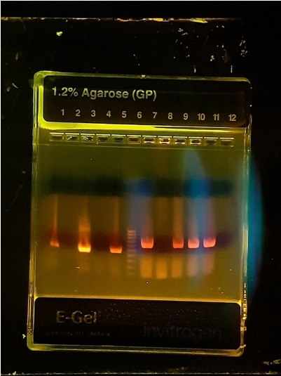 Tecnologia molecular. Un paso más en el diagnostico de salmonelosis en aves - Image 2