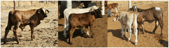 Figura 6. Se muestran algunos becerros producto de IATF en la U.P.B. del módulo de transferencia.