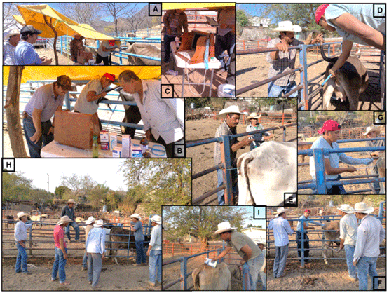 Figura 5. Actividades del Módulo demostrativo en Ajuchitlan Municipio de Tlaquiltenago, Morelos. A, B, C) Diagnóstico de gestación y selección de vientres mediante palpación rectal y ultrasonografía. D, E) Aplicación de tratamientos de sincronización estral. F, G) Ejecución de técnica de inseminación Artificial H, I) Aplicación de métodos de control contra ectoparásitos.