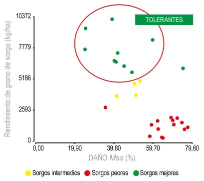 Figura 3 - Asociacion entre daño de Mss (%) y rendimiento de grano (kg/ha) para sorgos graníferos de LE y YO clasificado en mejores, intermedios y peores frente al áfido.