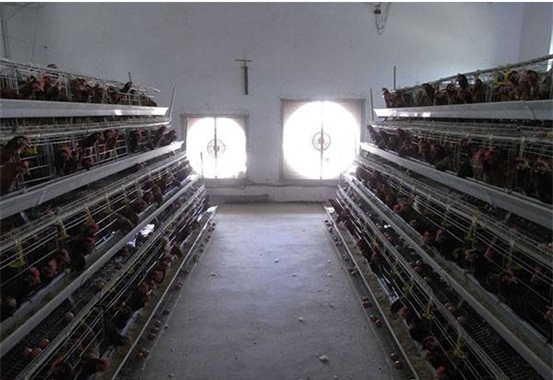 ¿Cómo evitar de forma segura el estrés de calor en las gallinas ponedoras - Image 2