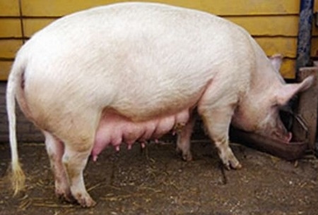 Manejo de la cerda lactante - Image 1