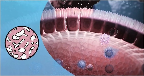 5 puntos fundamentales para promover una microbiota intestinal equilibrada en las gallinas ponedoras - Image 1