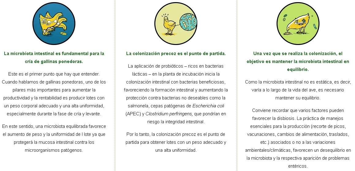 5 puntos fundamentales para promover una microbiota intestinal equilibrada en las gallinas ponedoras - Image 1