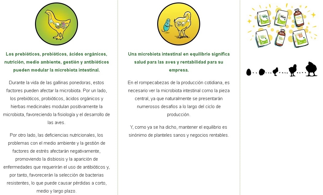 5 puntos fundamentales para promover una microbiota intestinal equilibrada en las gallinas ponedoras - Image 3