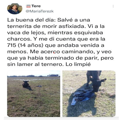 El extraño caso de los terneros “embolsados” - Image 4