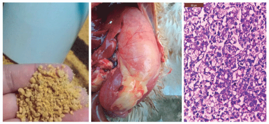 Figura 3. Características físicas del alimento: proventriculitis y degeneración grasa severa como consecuencias de un alimento con alta proteína y grasa
