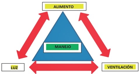 Manejo de las variables en producción y su incidencia en el performance del pollo - Image 1