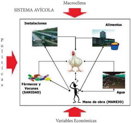 Manejo de las variables en producción y su incidencia en el performance del pollo - Image 1