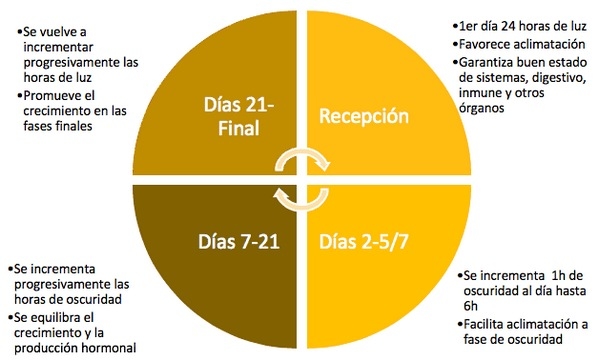 El fotoperiodo en Broilers y los programas de iluminación - Image 1
