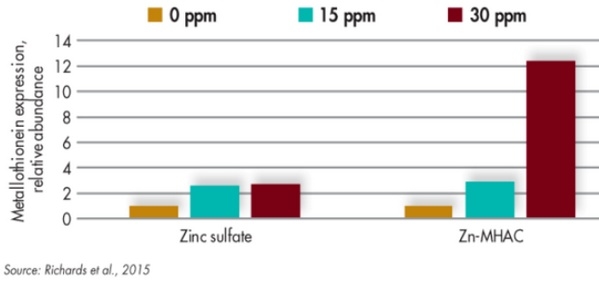 Como influye la fuente mineral en la absorción y disponibilidad - Image 2
