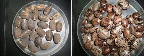 Evaluación del efecto de la activación de genes de resistencia contra patógenos en plantas de soya con concentraciones modificadas de ácidos jasmonico a partir de biofermentados de Jatropha Curcas (piñón) y Ricinos communis (higuerilla) - Image 2