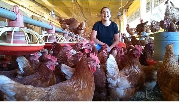 Bienestar animal en gallinas ponedoras: ¿por qué es importante estar atento? - Image 7