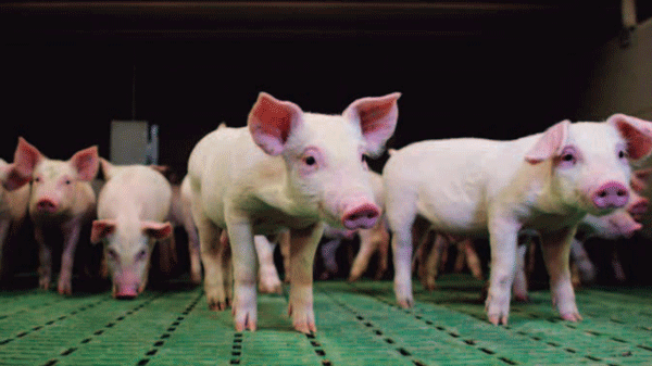 Un punto crítico de la bioseguridad: la entrada de reposición - Image 1