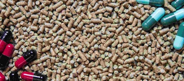 Escenarios de nutrición de lechones para la eliminación de AGP - Image 1