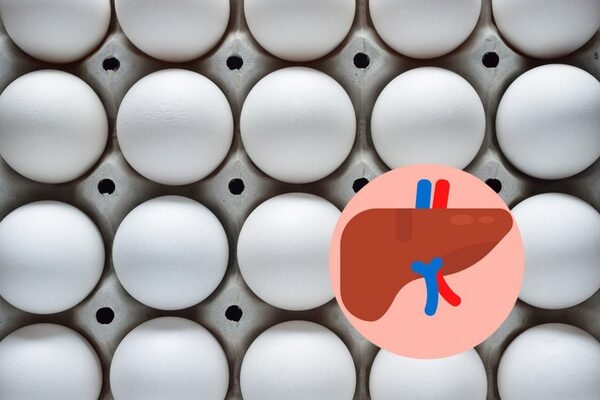 Factores que afectan la salud del hígado en ponedoras y reproductoras - Image 1